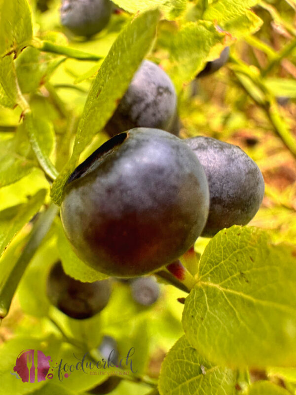 Heidelbeeren