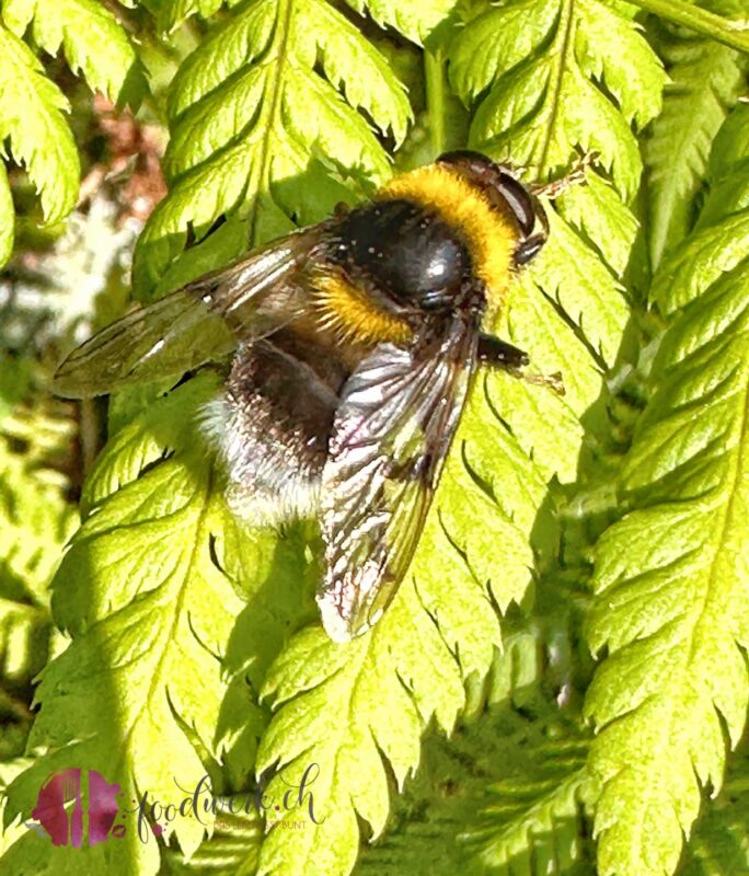 Hummel