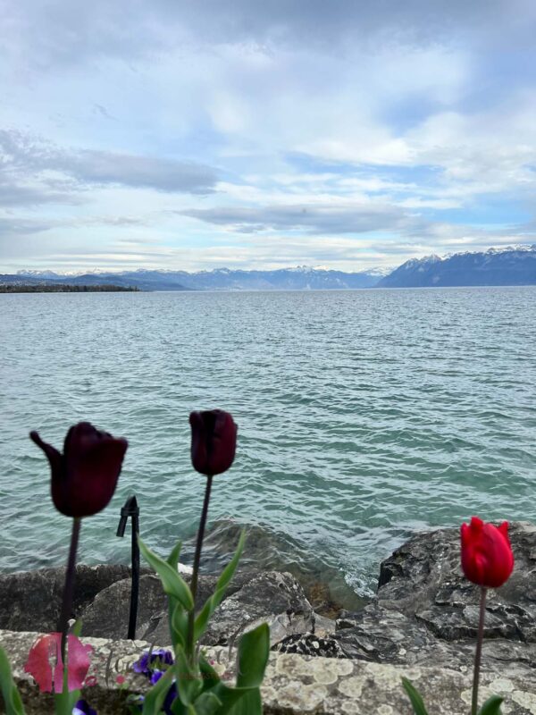 tulpen am genfersee